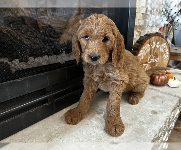 Medium Photo #19 Goldendoodle Puppy For Sale in MONTROSE, CO, USA
