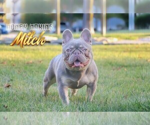 Father of the French Bulldog puppies born on 11/30/2024