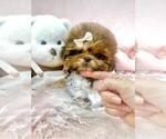 Small #10 Shih Tzu