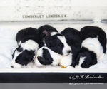 Small Photo #1 Border Collie Puppy For Sale in STRAFFORD, MO, USA