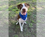 Small #8 American Pit Bull Terrier Mix