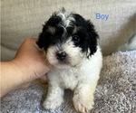 Puppy Puppy 4 Maltipoo