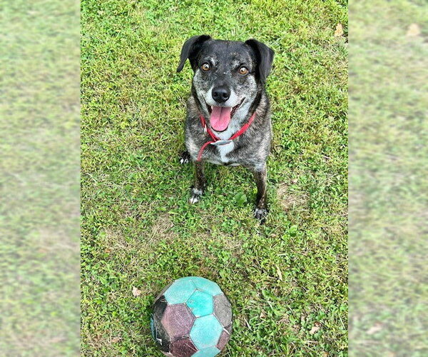 Medium Photo #13 Beagle-Unknown Mix Puppy For Sale in Rockaway, NJ, USA