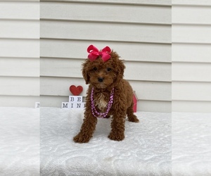 Goldendoodle-Poodle (Miniature) Mix Puppy for sale in ORLANDO, FL, USA