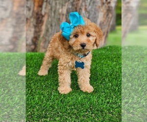 Goldendoodle (Miniature) Puppy for sale in INDIANAPOLIS, IN, USA