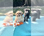 Small Shih Tzu