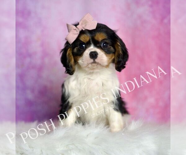 Medium Photo #1 Cavalier King Charles Spaniel Puppy For Sale in WARSAW, IN, USA