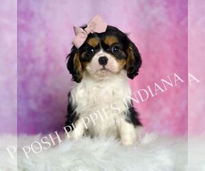 Cavalier King Charles Spaniel Puppy for sale in WARSAW, IN, USA
