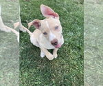 Small #1 Labsky