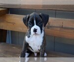 Small Photo #14 Boxer Puppy For Sale in CHILHOWEE, MO, USA