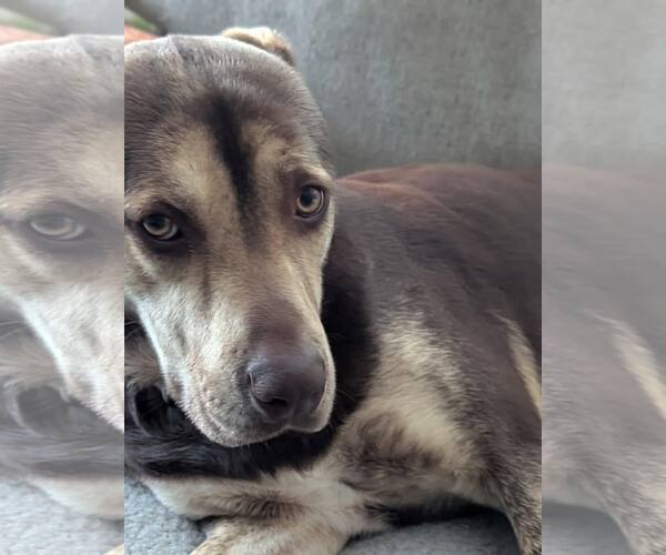 Medium Photo #3 Retriever -Unknown Mix Puppy For Sale in Woodbury, NY, USA