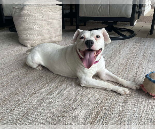 Medium Photo #1 American Pit Bull Terrier-Unknown Mix Puppy For Sale in Germantown, OH, USA