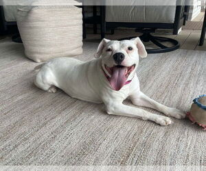 American Pit Bull Terrier-Unknown Mix Dogs for adoption in Germantown, OH, USA