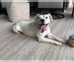 Small American Pit Bull Terrier Mix