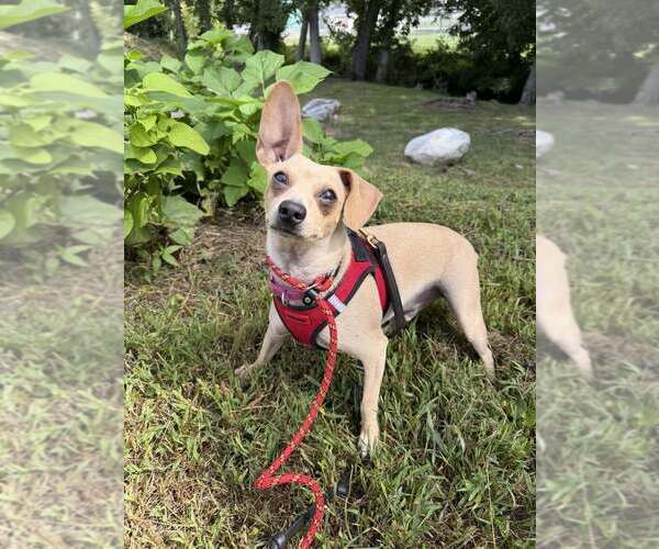 Medium Photo #11 Chihuahua-Unknown Mix Puppy For Sale in New York, NY, USA