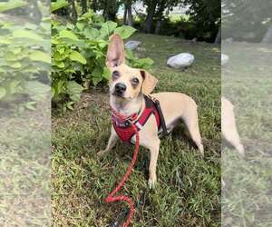 Mason (GA) - Male Chihuahua-Unknown Mix Dog for Adoption - Photo #11