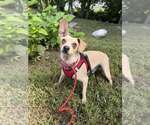 Small Photo #11 Chihuahua-Unknown Mix Puppy For Sale in New York, NY, USA