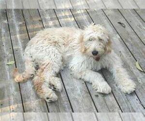 Goldendoodle Puppy for sale in EVANSVILLE, IN, USA