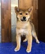 Small Photo #3 Shiba Inu Puppy For Sale in LOS ANGELES, CA, USA