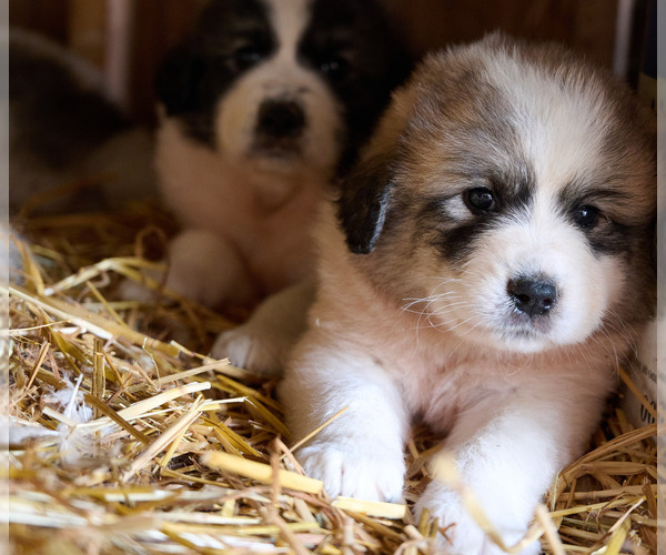 Medium Photo #1 Great Pyrenees Puppy For Sale in AMES, IA, USA