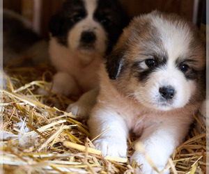 Great Pyrenees Puppy for sale in AMES, IA, USA