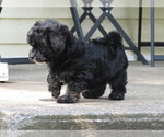 Small #2 ShihPoo