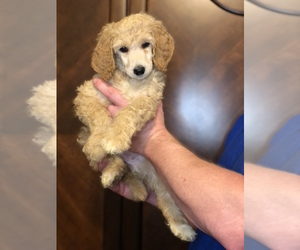 Medium Photo #2 Poodle (Standard) Puppy For Sale in IRONTON, OH, USA