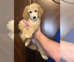 Small #1 Poodle (Standard)