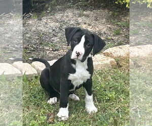 Boxer-Unknown Mix Dogs for adoption in The Woodlands, TX, USA