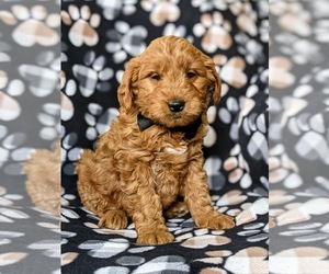Goldendoodle (Miniature) Puppy for sale in OXFORD, PA, USA
