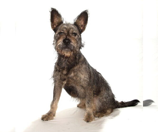 Medium Photo #3 Irish Wolfhound-Unknown Mix Puppy For Sale in Oakland Park, FL, USA