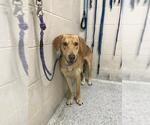 Small Labrador Retriever-Rhodesian Ridgeback Mix