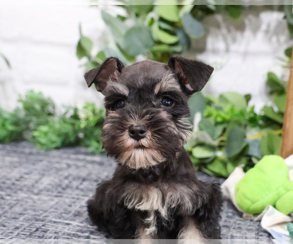 Medium Photo #9 Schnauzer (Miniature) Puppy For Sale in SYRACUSE, IN, USA