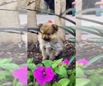 Small Photo #10 Pomeranian Puppy For Sale in GREENWOOD, WI, USA
