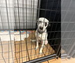 Small #3 Dalmatian Mix