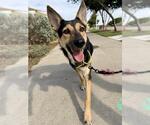 Small #2 German Shepherd Dog Mix