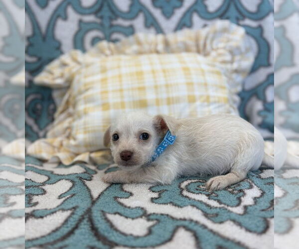 Medium Photo #1 Chihuahua-Shiba Inu Mix Puppy For Sale in Chico, CA, USA