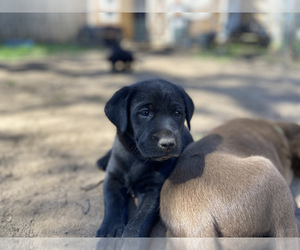 Labrador Retriever Puppy for sale in LEXINGTON, TX, USA