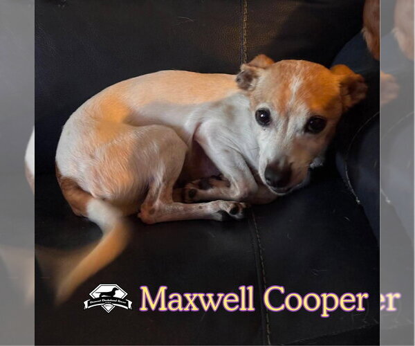 Medium Photo #7 Chiweenie Puppy For Sale in San Antonio, TX, USA