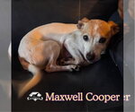 Small Photo #7 Chiweenie Puppy For Sale in San Antonio, TX, USA