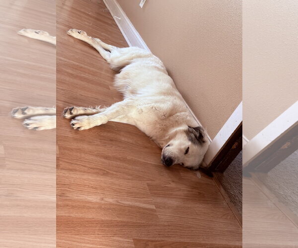 Medium Photo #3 Great Pyrenees-Unknown Mix Puppy For Sale in Houston, TX, USA