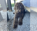 Small Photo #1 Labradoodle Puppy For Sale in CHARITON, IA, USA