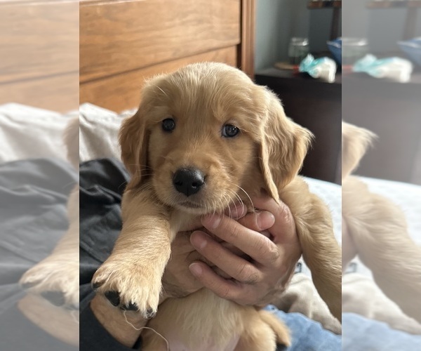 Medium Photo #3 Golden Retriever Puppy For Sale in CHICAGO, IL, USA