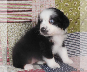 Miniature Australian Shepherd Puppy for sale in HARRISON, OH, USA