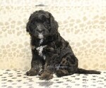 Small #3 Miniature Bernedoodle