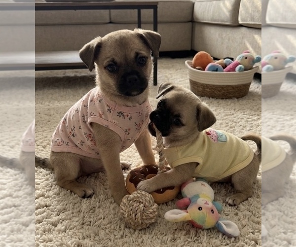 Medium Photo #1 American Eskimo Dog-Pug Mix Puppy For Sale in THOMASVILLE, NC, USA