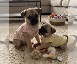 American Eskimo Dog-Pug Mix Puppy for Sale in THOMASVILLE, North Carolina USA