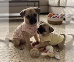 Small American Eskimo Dog-Pug Mix