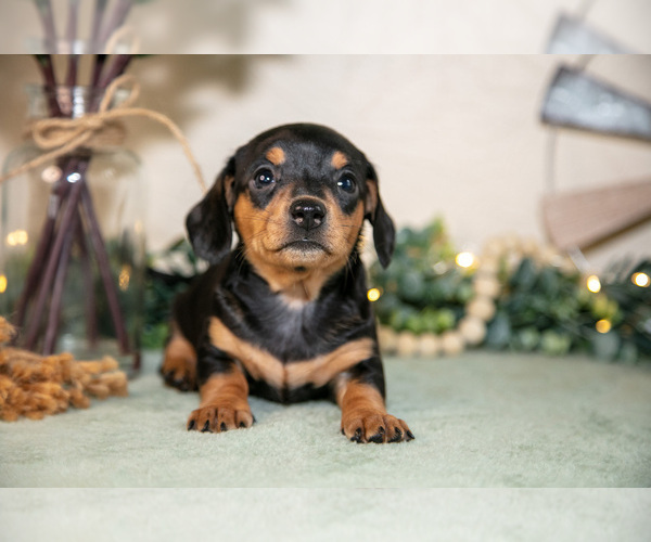 Medium Photo #3 Dachshund Puppy For Sale in NAPPANEE, IN, USA