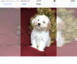 Small Photo #2 Maltese-Poodle (Toy) Mix Puppy For Sale in CONOWINGO, MD, USA
